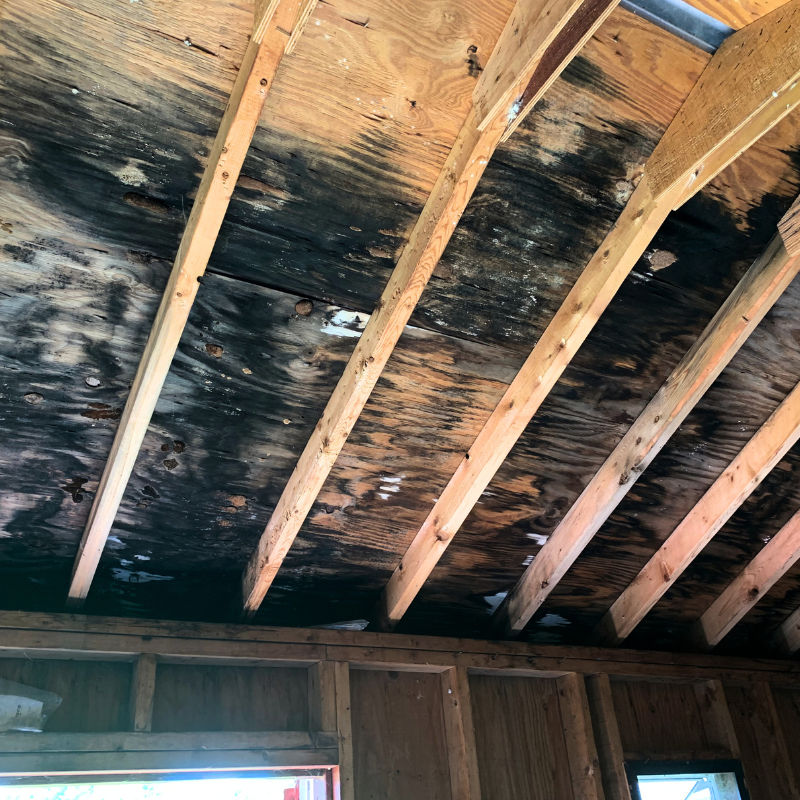 Mold Removal in attic image mold on plywood in attic