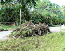 Debris, tee limbs after a huricane